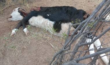 Encuentran vacunos mutilados en Atiles y preocupa a pobladores