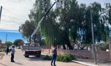 Chepes: continúan los trabajos de poda del arbolado urbano 