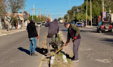 El municipio avanza con un plan de forestación y embellecimiento de los espacios públicos