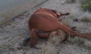El Barrial: Investigan la muerte de una yegua tras ser hallada a la vera de una ruta