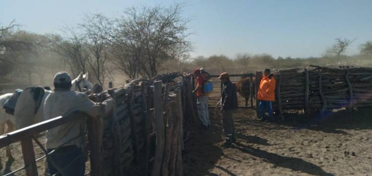 Campo municipal “Sol de Mayo”: importante tareas de control y sanitización del ganado vacuno.