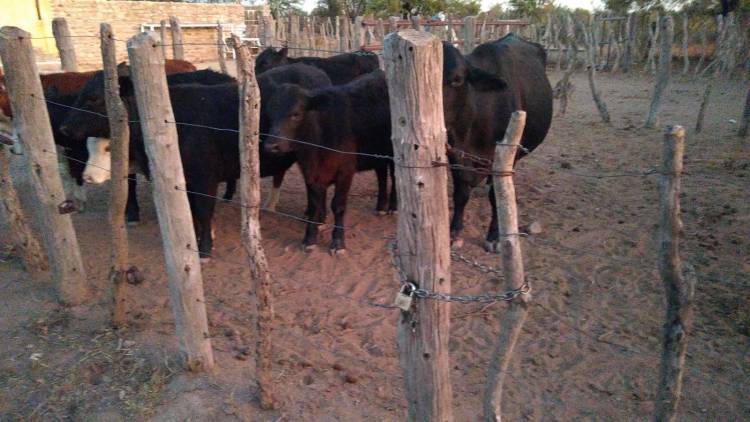 Ulapes: Policía encerró a los animales que se encontraban sueltos por ruta nacional 79.