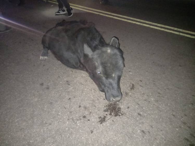 Chepes: Vehículo impacta contra animal vacuno camino a Chepes Viejo.