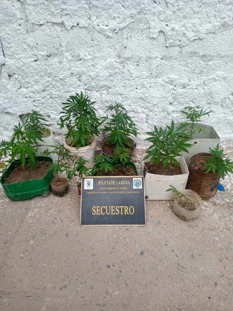 Chepes: Encuentran 16 plantines de marihuana en una vivienda.