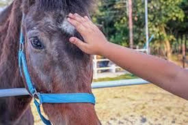 Olta: Un joven fue atacado por un caballo.