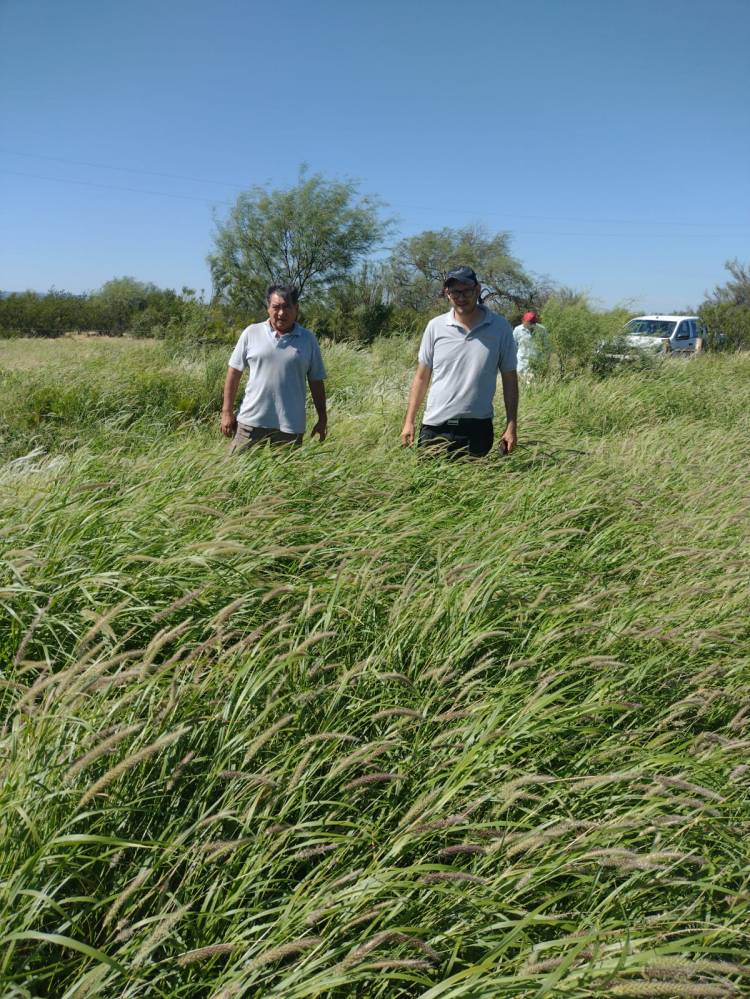 Evaluación y seguimiento del Programa de implantación de buffel grass en el departamento. 