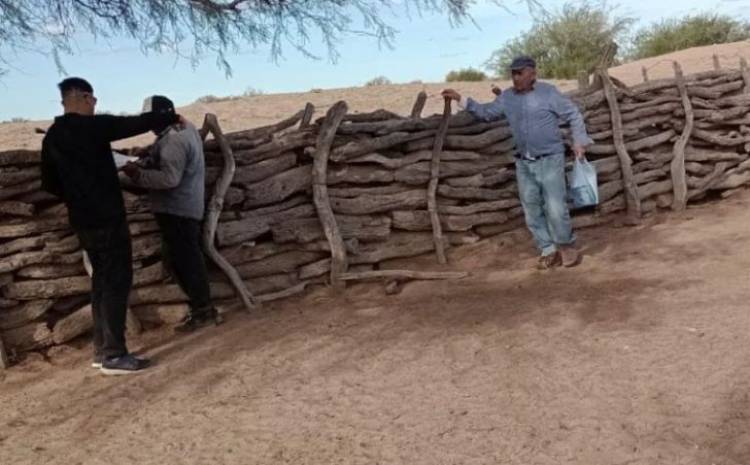 Chepes: Receptan animales vacunos en un campo municipal.