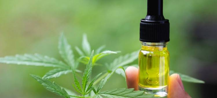 Aceite de Cannabis: Salen las primeras 3.000 dosis y 2.000 de ellas irán a las farmacias.