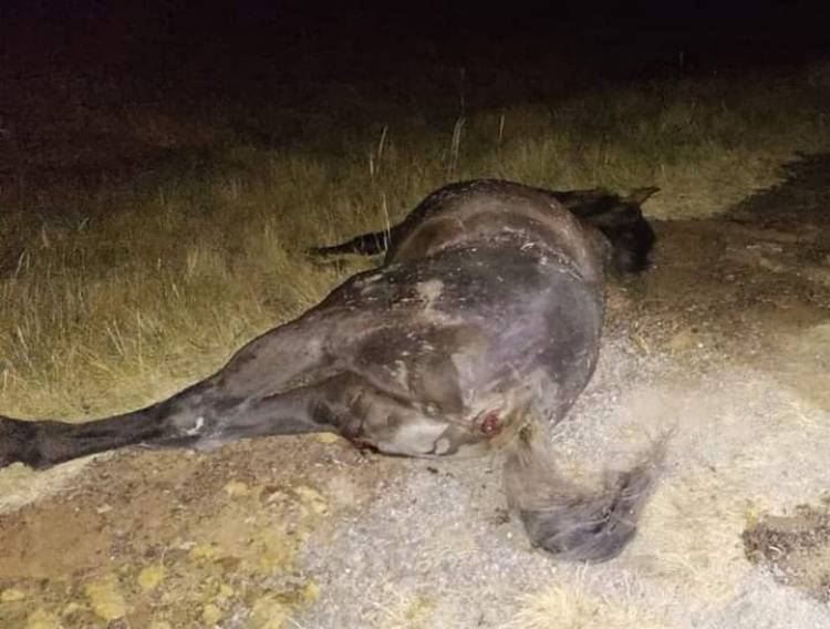 Chepes: Camión colisiona con caballo a la altura de los puentes.