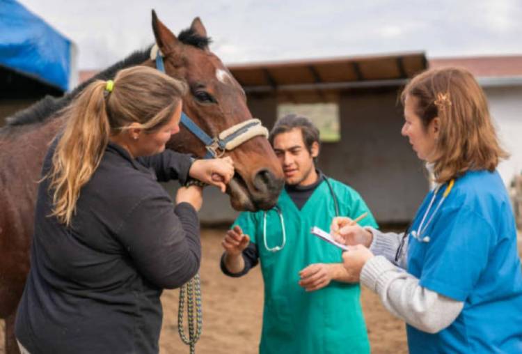 El Ministerio de Salud lanzó una alerta por casos de Encefalomielitis Equina La Rioja