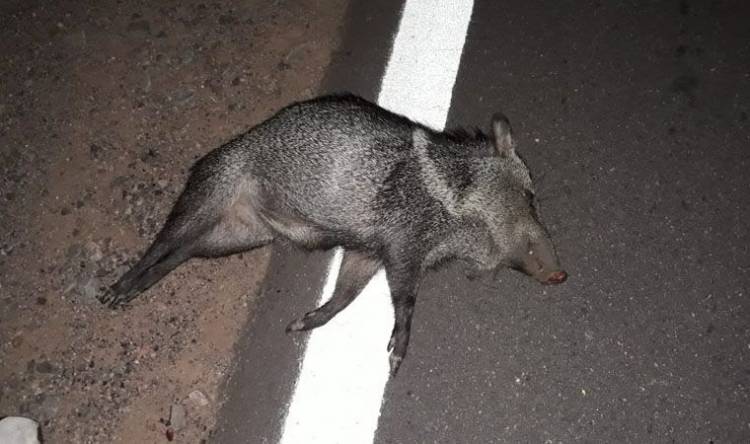 Milagro: un comisario choco en su moto a un jabalí por Ruta Nacional °77