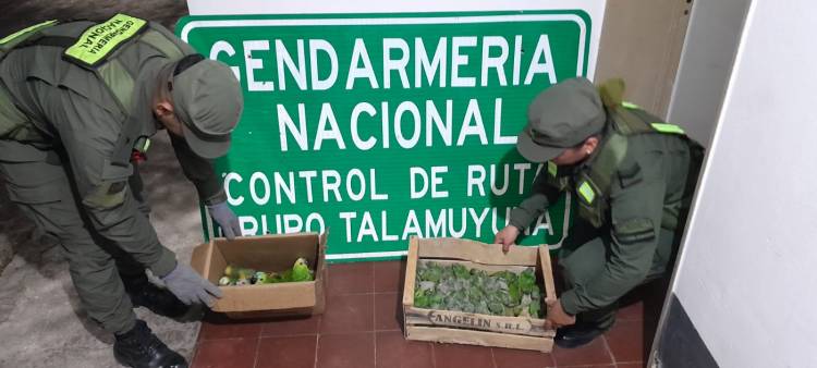 Chepes: Gendarmería Nacional rescató 50 aves y secuestró un arma de fuego