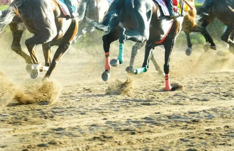 Murió un caballo en el hipódromo de Catuna