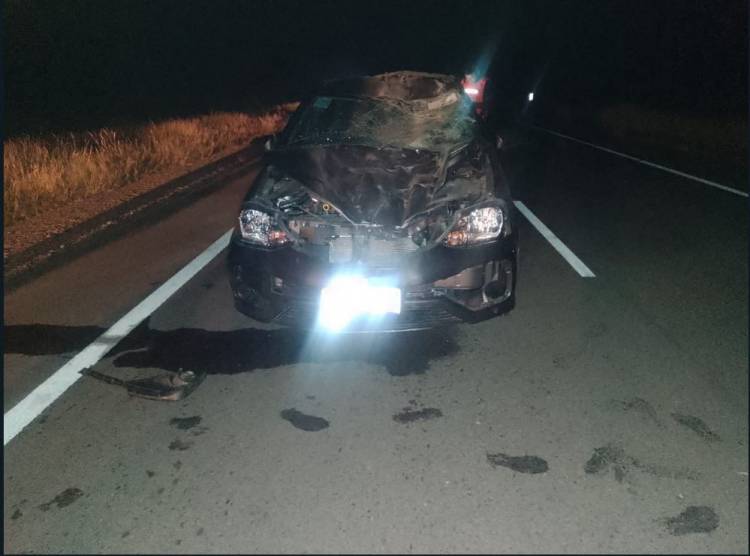 Ulapes: animales sueltos provocaron un accidente vial