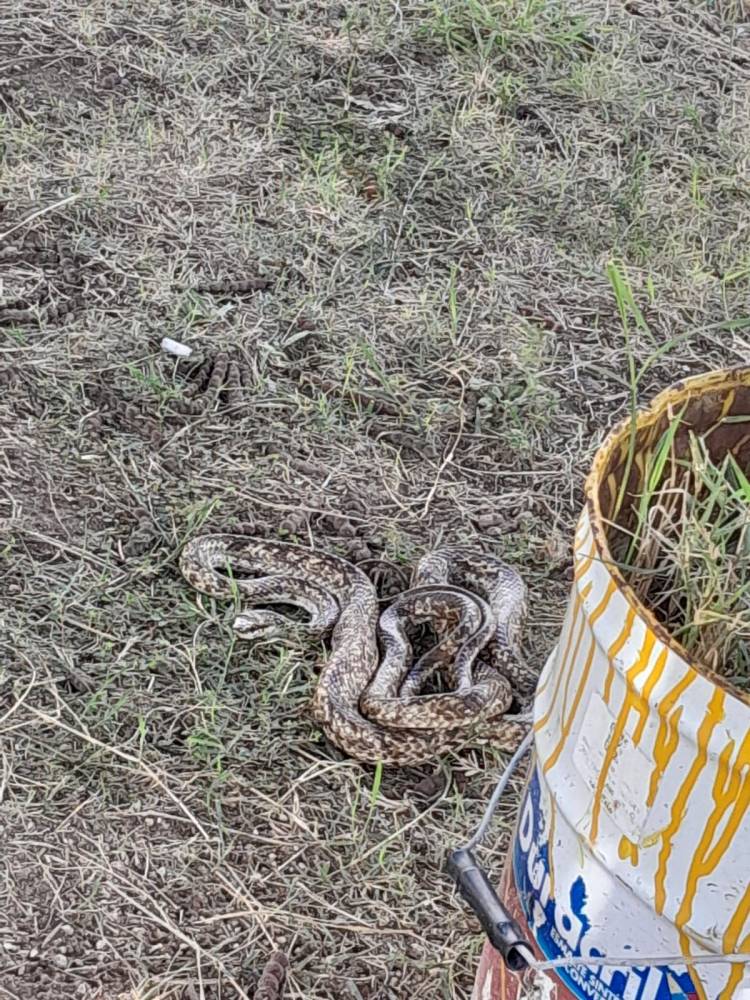 Capturan una serpiente en la Terminal de Ómnibus