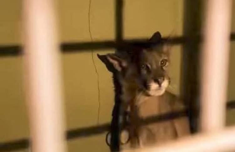 Chamical: Rescatan a cachorro de puma en estado de abandono
