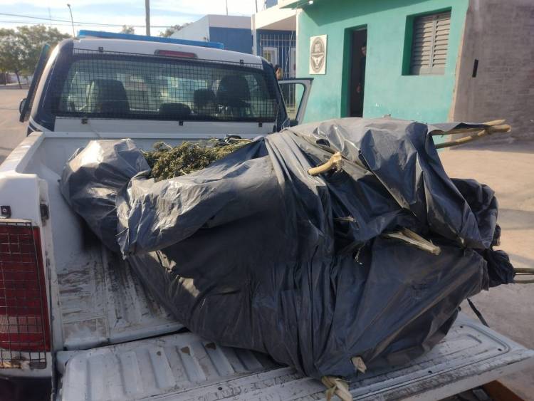 Chepes: Secuestran más de 70 kilos de plantas de marihuana