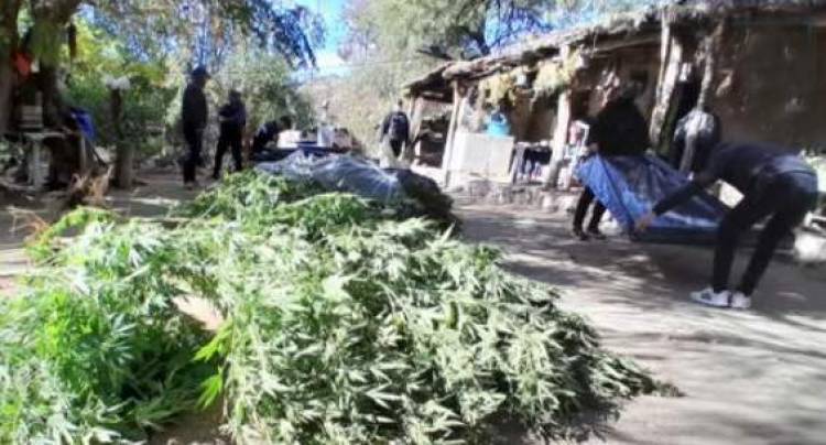Chepes: Fue liberado el imputado por tenencia de plantas de marihuana. “Él desconocía totalmente la existencia de esas plantas”, aseguró su abogado