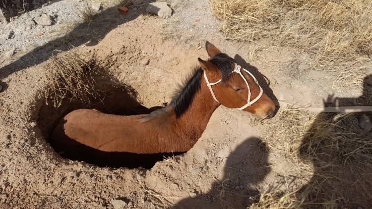 Rescataron a un caballo que cayó a un pozo negro en el barrio Diego Maradona de Ulapes