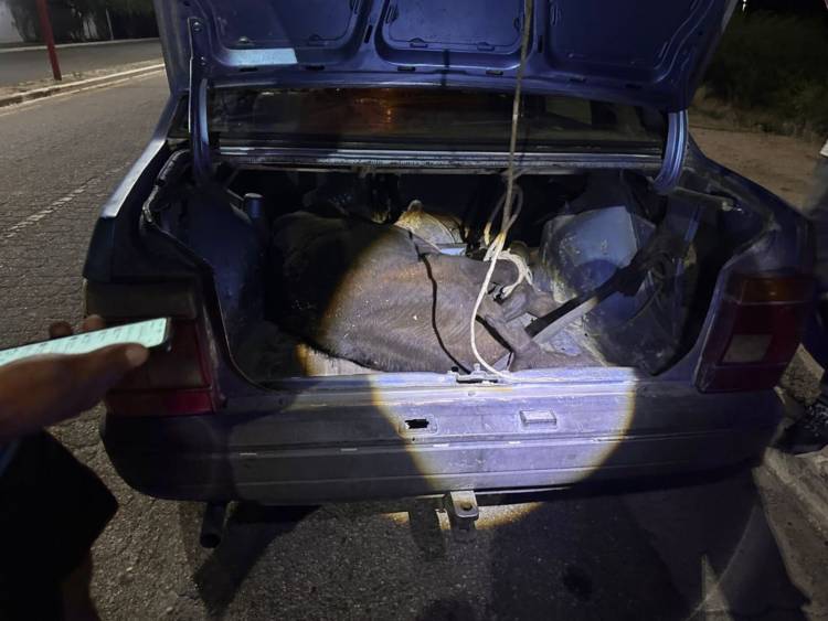 Ruta 29 en Chepes: retienen un auto que transportaba un vacuno en el baúl