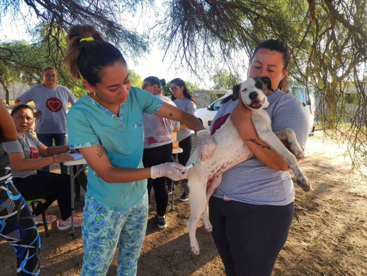 Cuidado Responsable: Más de cuarenta mascotas vacunadas contra la rabia