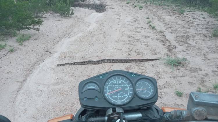 Encuentro inesperado con una lampalagua en Pampas Chicas