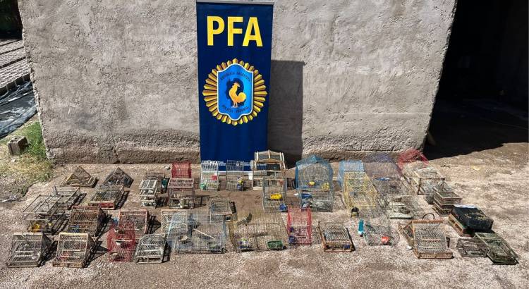 La Rioja: Rescatan numerosas aves silvestres en operativo contra el tráfico de fauna