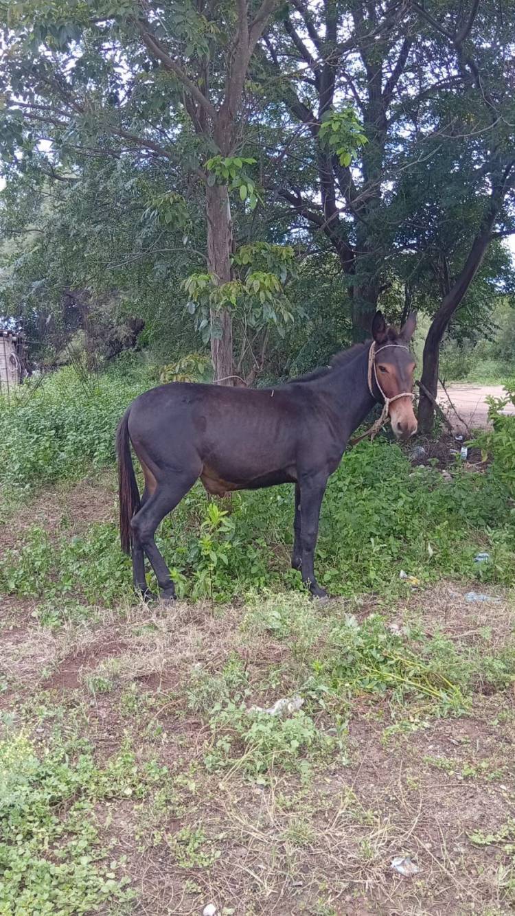 Motociclista cayó al esquivar un animal suelto en Catuna