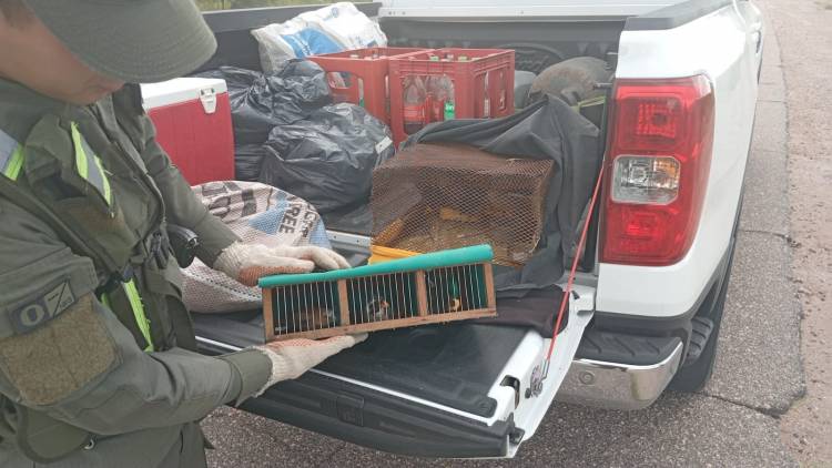 La Rioja: Secuestran hojas de coca y aves silvestres en operativos de control