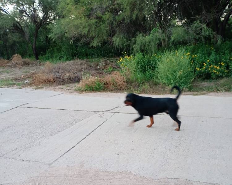 Preocupación por ataques de perros sueltos en barrios del norte de Chepes