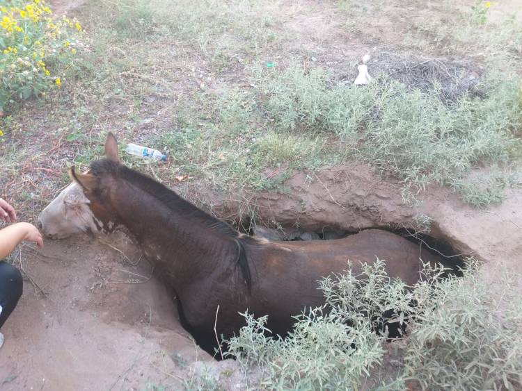 Chepes: rescataron a un caballo que cayó en un pozo mientras circulaba por la vía pública