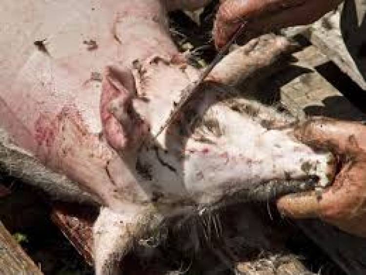 Chepes: Investigan el robo y faena de animales en un campo