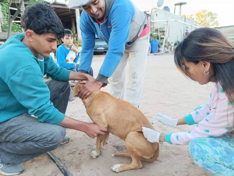  Chepes: realizaron jornada de vacunación y desparasitación en Chelcos y zonas aledañas