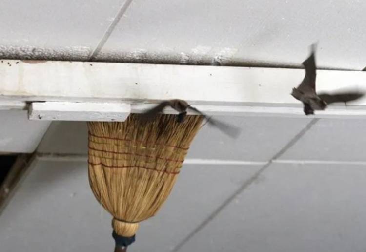 Chepes: padres no envían a sus hijos a la escuela por presencia de murciélagos y riesgos para la salud