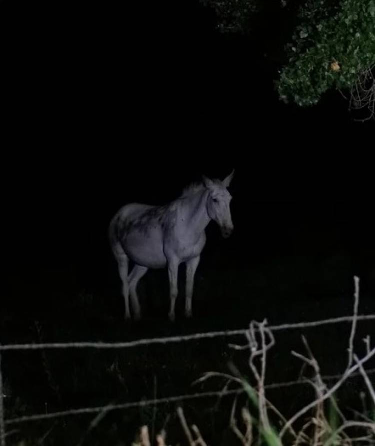 Chepes: operativo de seguridad vial permitió el retiro de equinos sueltos de la vía pública