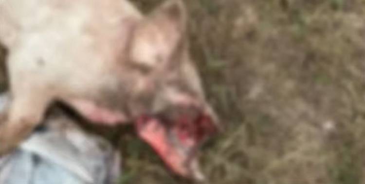 Catuna: investigan la aparición de un lechón mutilado en un campo rural