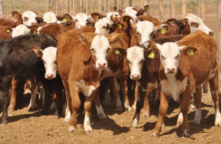 Investigan la desaparición de hasta 350 animales en un campo del departamento Rosario Vera Peñaloza