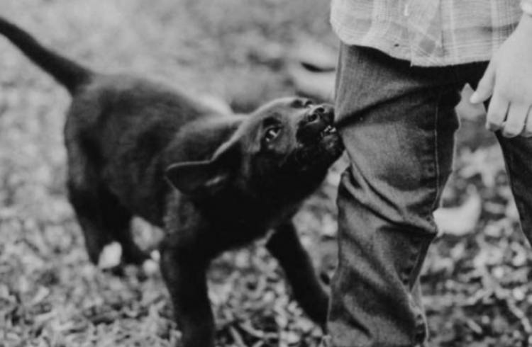Ataque de un perro a un niño de 4 años en Desiderio Tello: el menor está fuera de peligro