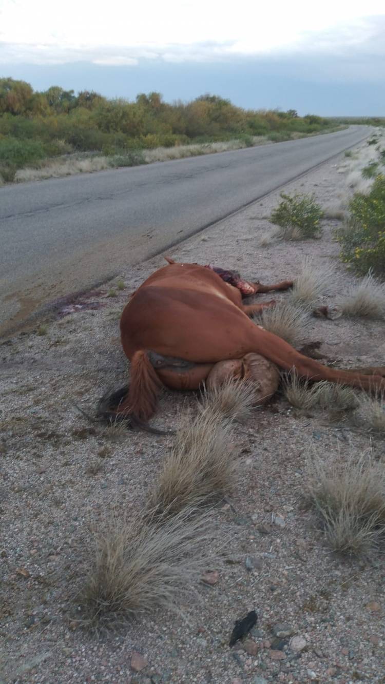 El Barrial: Investigan la muerte de una yegua tras ser hallada a la vera de una ruta